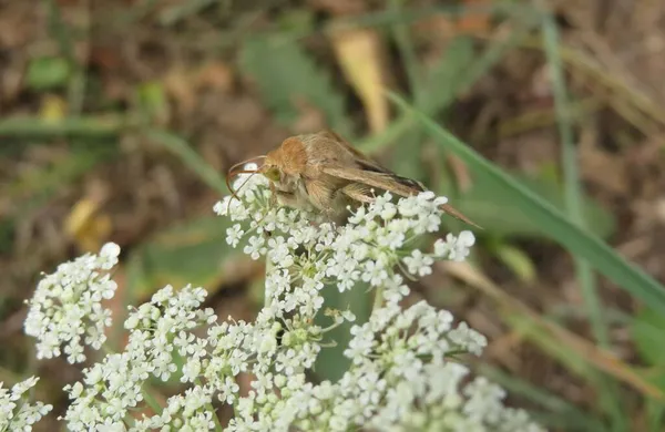 Falena Farfalla Catocala Marrone Fiori Hogweed Bianchi Nel Campo Primo — Foto Stock