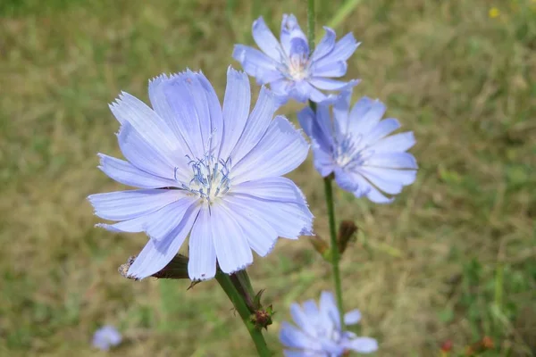 Gyönyörű Kék Cikória Virágok Zöld Füvön Közelkép — Stock Fotó