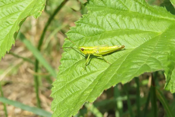 Beautiful Yellow Grasshopper Green Leaf Wild Closeup — Stock Photo, Image