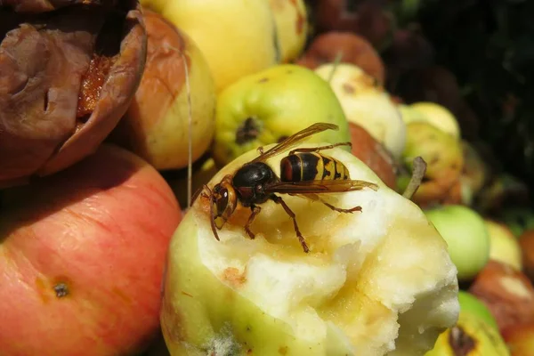 Wasp Jíst Jablka Zahradě Detailní Záběr — Stock fotografie
