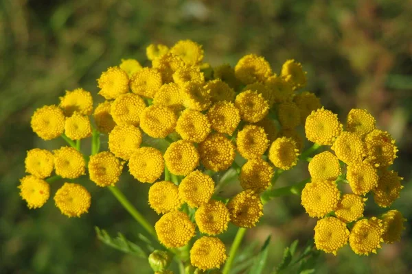 Fechar Belas Flores Amarelas Tansy Prado — Fotografia de Stock