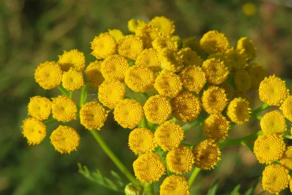 Fechar Belas Flores Amarelas Tansy Prado — Fotografia de Stock