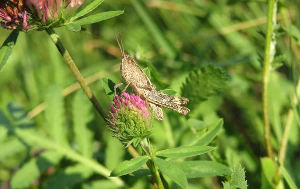 Yonca çiçeğinin üzerindeki güzel kahverengi çekirge vahşi yeşil yaprakların arka planında
