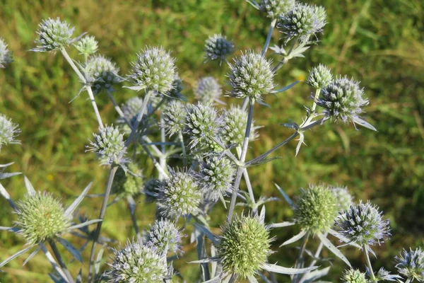 Green Eryngo Plant Field Closeup — Stock Photo, Image