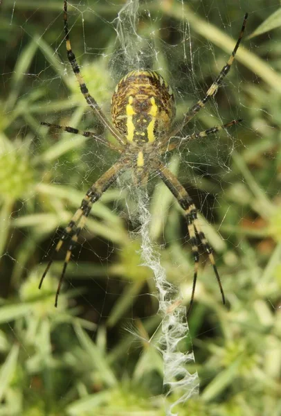 Argiope Wasp Spider Cobweb Green Eryngo Plant Background — Stock Photo, Image