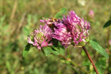 Doğal yeşil arka plandaki çayırda güzel mor yonca çiçeği