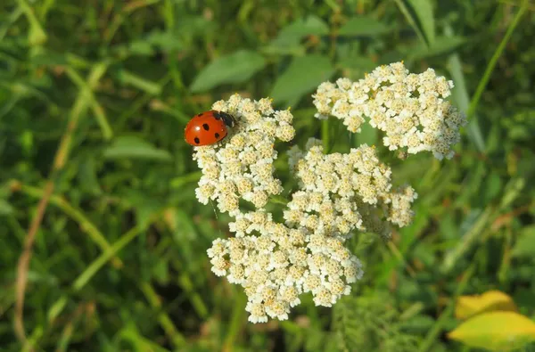 Ladybug Zitten Yarrow Bloemen Het Veld Close — Stockfoto