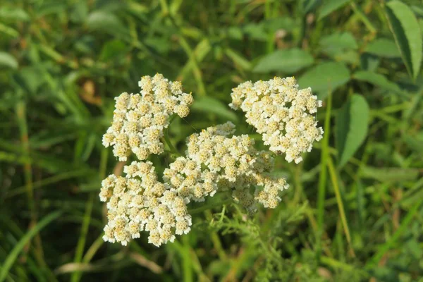 Witte Garen Plant Het Veld Groene Achtergrond Close — Stockfoto