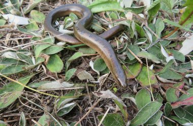 Yavaş solucan ya da bacaksız kertenkele (anguis fragilis) vahşi doğada