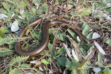 Yavaş solucan ya da bacaksız kertenkele (anguis fragilis) vahşi doğada