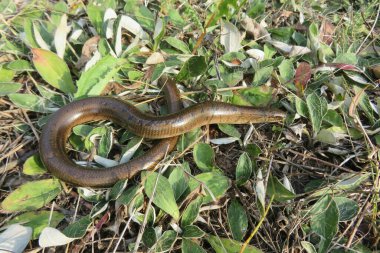Yavaş solucan ya da bacaksız kertenkele (anguis fragilis) vahşi doğada