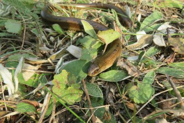 Yavaş solucan ya da bacaksız kertenkele (anguis fragilis) vahşi doğada