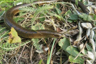 Yavaş solucan ya da bacaksız kertenkele (anguis fragilis) vahşi doğada