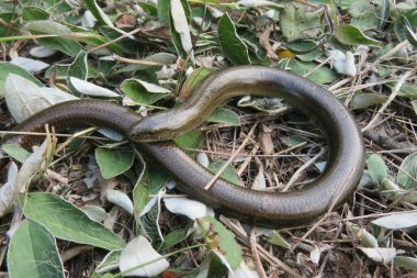 Yavaş solucan ya da bacaksız kertenkele (anguis fragilis) vahşi doğada
