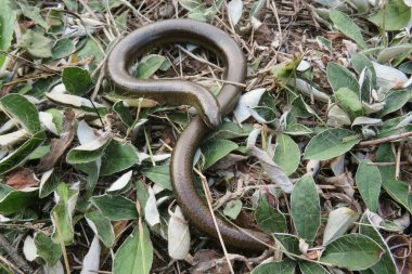 Yavaş solucan ya da bacaksız kertenkele (anguis fragilis) vahşi doğada