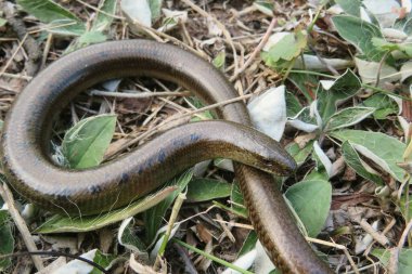 Yavaş solucan ya da bacaksız kertenkele (anguis fragilis) vahşi doğada