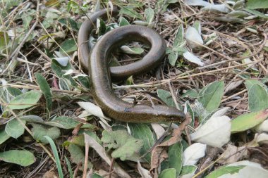 Yavaş solucan ya da bacaksız kertenkele (anguis fragilis) vahşi doğada