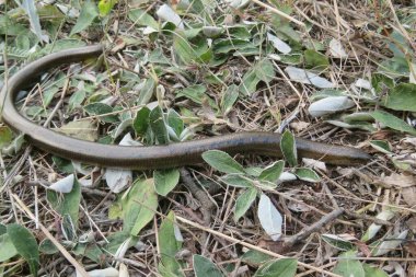 Yavaş solucan ya da bacaksız kertenkele (anguis fragilis) vahşi doğada