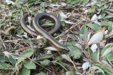 Yavaş solucan ya da bacaksız kertenkele (anguis fragilis) vahşi doğada