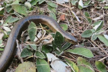 Yavaş solucan ya da bacaksız kertenkele (anguis fragilis) vahşi doğada