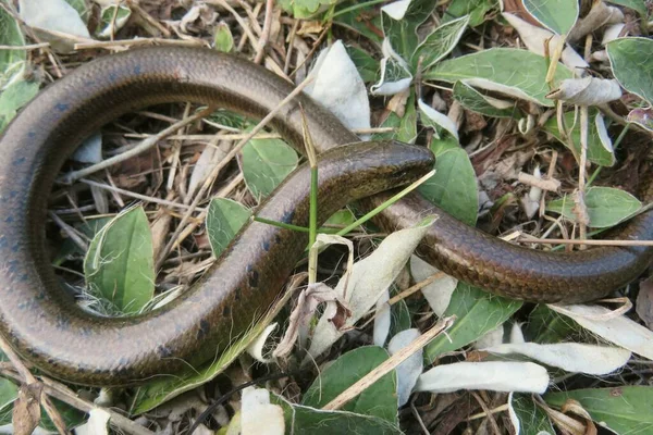 Langsamer Wurm Oder Beinlose Eidechse Anguis Fragilis Freier Wildbahn — Stockfoto