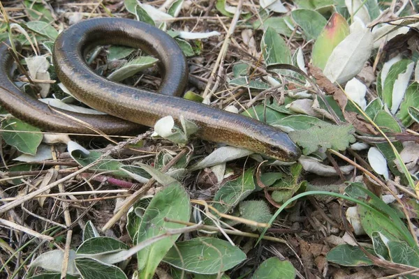 Yavaş solucan ya da bacaksız kertenkele (anguis fragilis) vahşi doğada