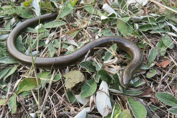 Yavaş solucan ya da bacaksız kertenkele (anguis fragilis) vahşi doğada