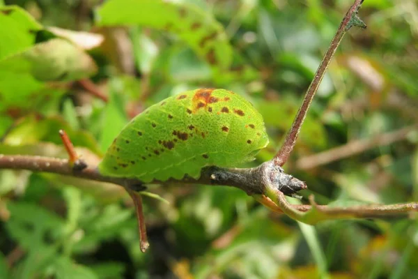 野枝上的绿毛虫 有天然的绿色背景 — 图库照片