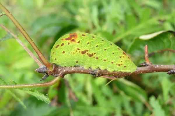 野枝上的绿毛虫 有天然的绿色背景 — 图库照片