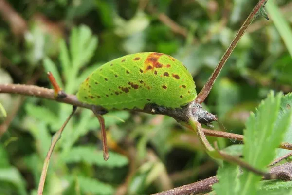 자연환경의 배경으로 정원에 가지에 아름다운 애벌레 — 스톡 사진