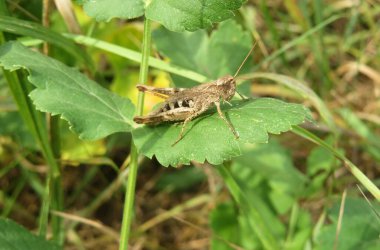 Kahverengi çekirge yeşil yaprakların üzerinde oturuyor vahşi doğada, yakın planda