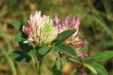 Doğal yeşil arka plandaki çayırdaki güzel pembe yonca çiçekleri.
