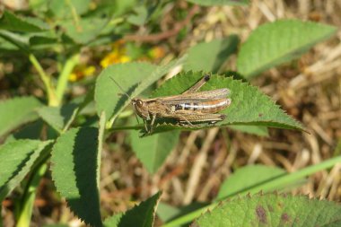 Bahçedeki yeşil yaprağın üzerinde oturan güzel kahverengi çekirge, yakın plan.