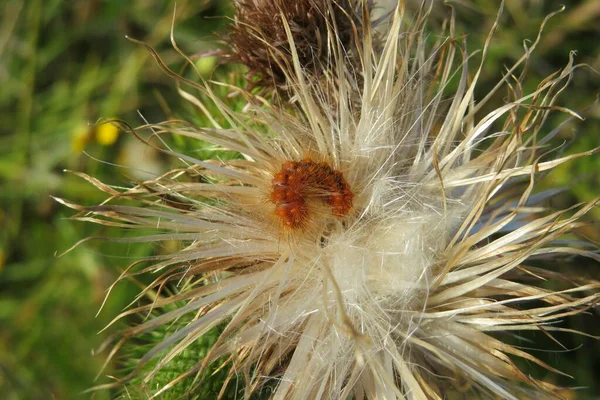 Bahçedeki Solmuş Devedikeni Çiçeğinin Üzerindeki Kızıl Saçlı Tırtıl — Stok fotoğraf