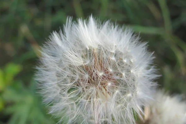 庭の緑の背景に美しい白いふわふわのタンポポの花 クローズアップ — ストック写真