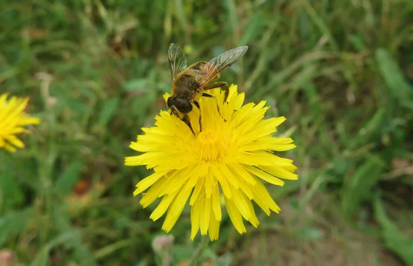 Hoverfly Assis Sur Fleur Pissenlit Jaune Dans Prairie Gros Plan — Photo