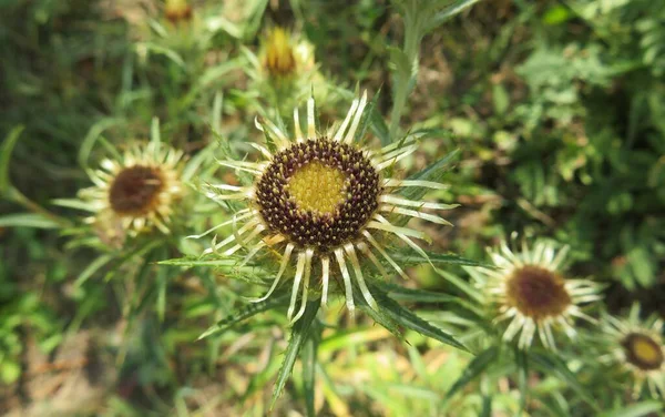 Carlina Vulgaris Thistle Flowers Garden Closeup — Stock Photo, Image