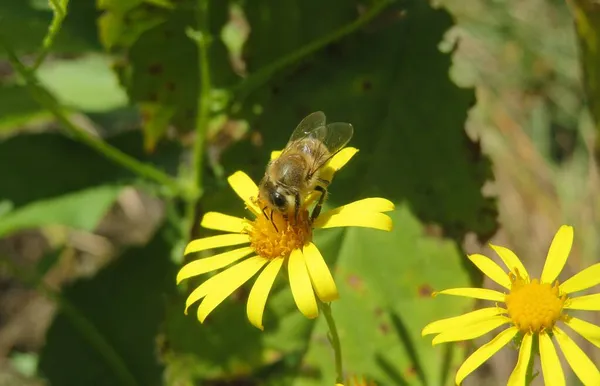 Tarlada Sarı Ragwort Çiçekleri Üzerinde Bal Arısı Yakın Plan — Stok fotoğraf