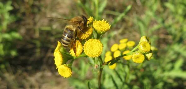Honeybee Sitting Yellow Tansy Flowers Field Closeup — Stock Photo, Image