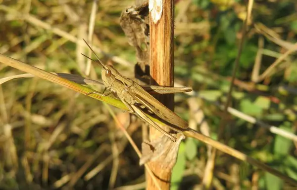 Kahverengi çekirge bahçedeki dalda oturuyor, yakın plan.