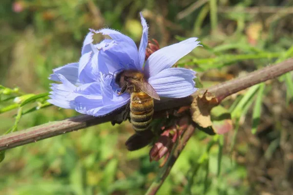 Abeille Intérieur Fleur Chicorée Bleue Dans Prairie Gros Plan — Photo