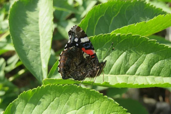 Mooie Admiraal Vlinder Groene Bladeren Achtergrond Tuin Close — Stockfoto