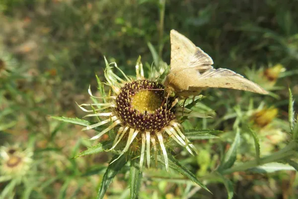Çayırda Güzel Bir Carlina Vulgaris Çiçeğinin Üzerinde Oturan Kahverengi Kelebek — Stok fotoğraf