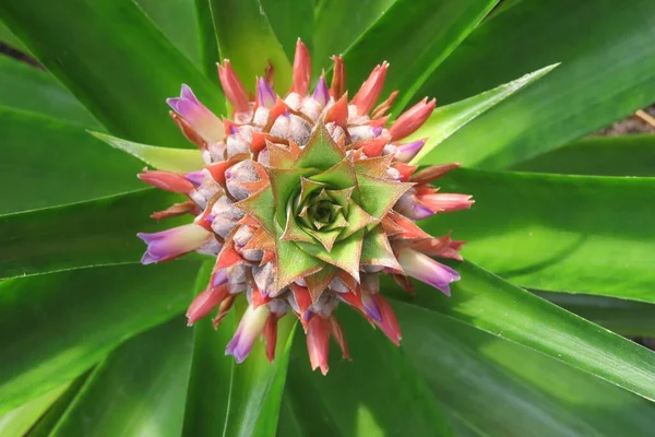 Szekrény Gyönyörű Ananász Virág Természetes Zöld Levelek Háttér — Stock Fotó