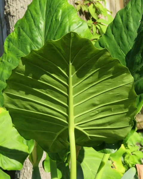 Alocasia Φυτό Στον Κήπο Closeup — Φωτογραφία Αρχείου
