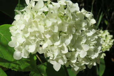 Yeşil çimlerin üzerinde zıplayan örümcek vahşi doğada