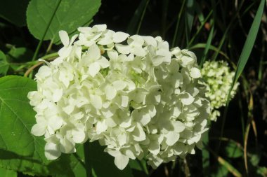 Yeşil çimlerin üzerinde zıplayan örümcek vahşi doğada