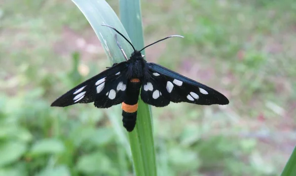 Piękny Czarny Amata Motyl Siedzi Trawie Ogrodzie Zbliżenie — Zdjęcie stockowe