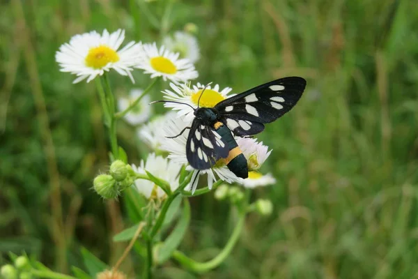 Fekete Amata Pillangó Fehér Százszorszép Virágok Mezőn — Stock Fotó