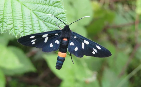 美丽的黑色阿玛塔蝴蝶栖息在花园里的绿叶上 图库照片